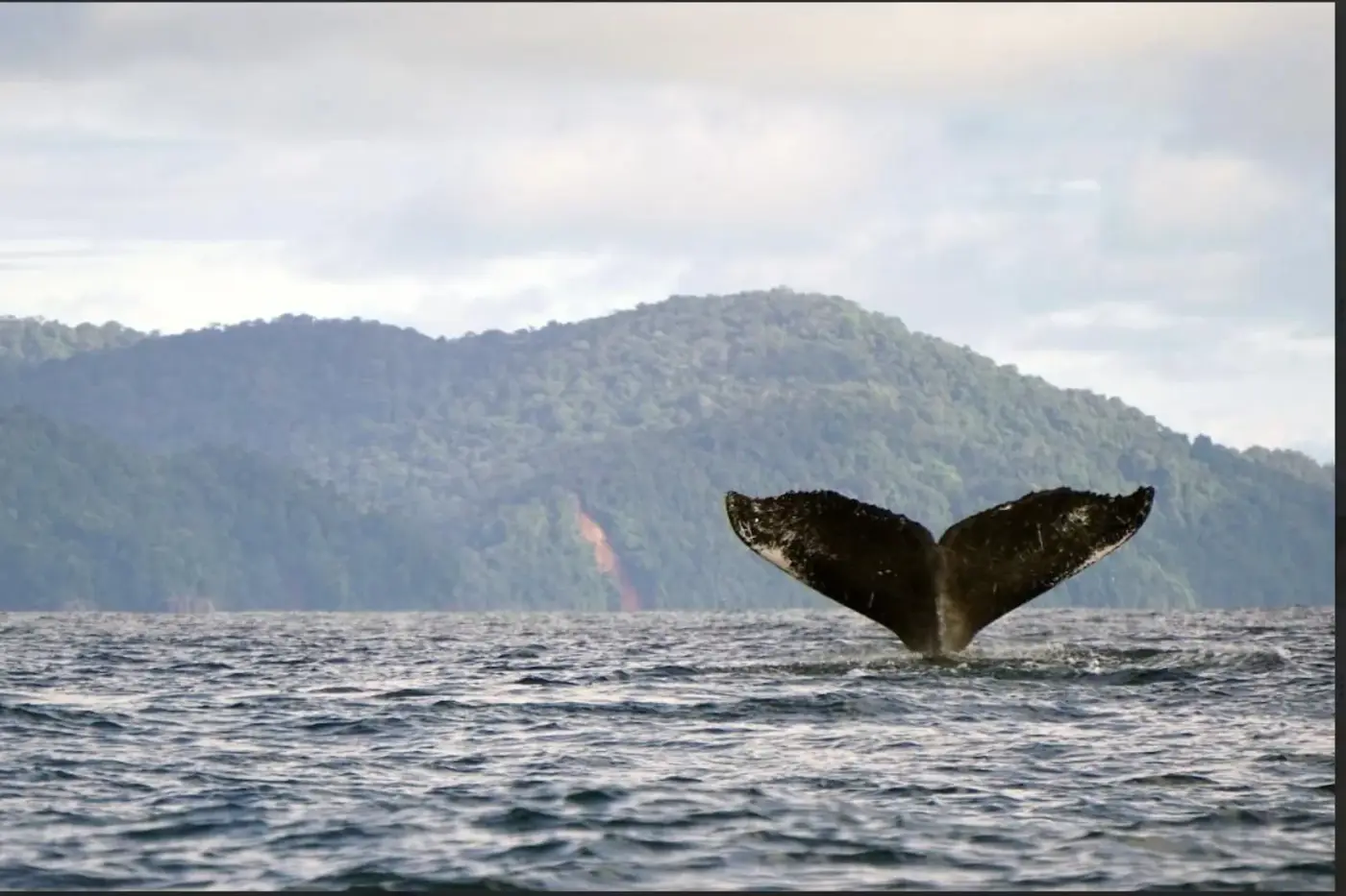 Ballena yubarta saltando sobre la superficie del océano