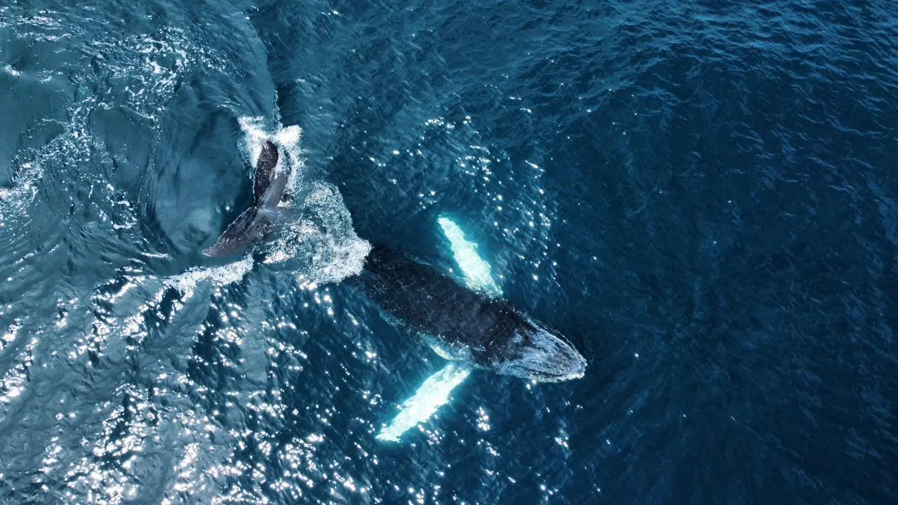 Ballena yubarta saltando frente a la costa del Pacífico
